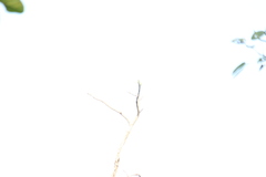 Psilopogon haemacephalus