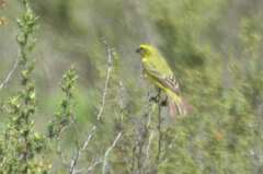 Crithagra flaviventris