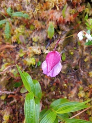 Utricularia unifolia