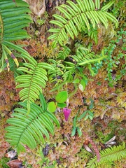 Utricularia unifolia