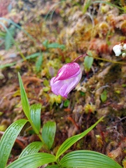 Utricularia unifolia