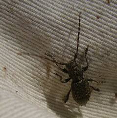 Plectrura spinicauda