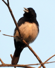 Conothraupis mesoleuca