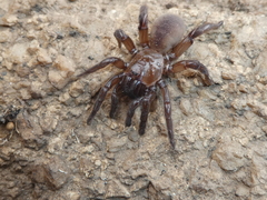 Amblyocarenum nuragicum