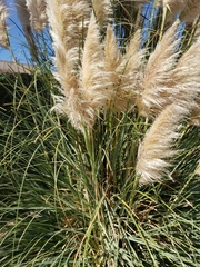 Cortaderia selloana