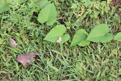 Catochrysops panormus