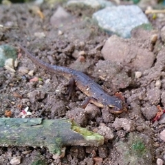 Lissotriton