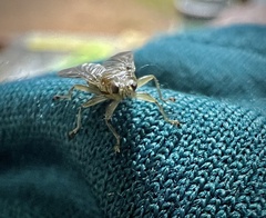 Hippoboscidae