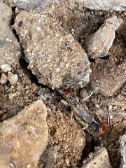 Labidura riparia