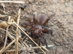 Amblyocarenum nuragicum