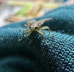 Hippoboscidae
