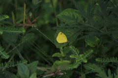 Eurema hecabe