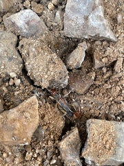 Labidura riparia