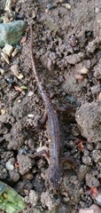 Lissotriton