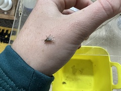 Hippoboscidae