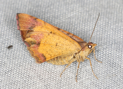 Chrysolarentia mecynata