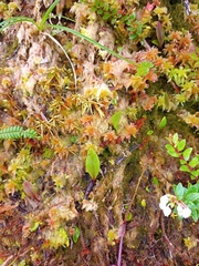 Utricularia unifolia
