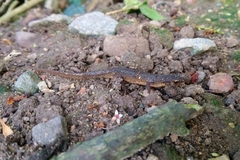 Lissotriton