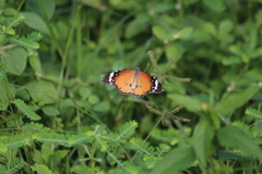 Danaus chrysippus