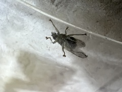 Hippoboscidae