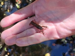 Faxonius virilis