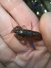 Faxonius virilis