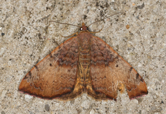 Chrysolarentia mecynata