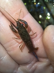 Faxonius virilis