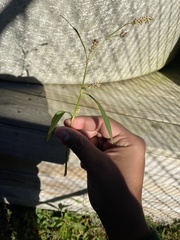 Persicaria longiseta