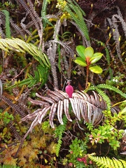 Utricularia unifolia
