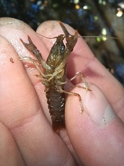 Faxonius virilis