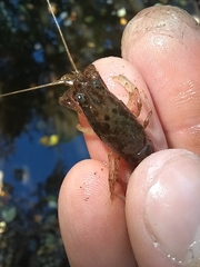 Faxonius virilis