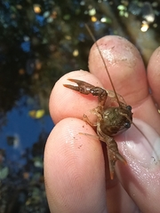 Faxonius virilis
