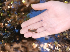 Faxonius virilis