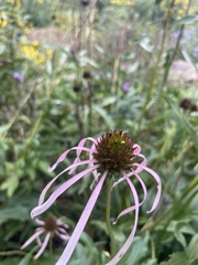 Echinacea laevigata