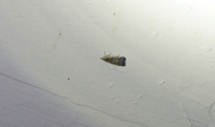 Dichomeris bilobella