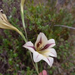 Gladiolus tristis