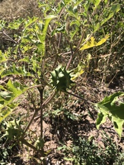 Datura quercifolia