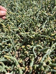 Salicornia