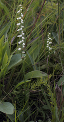 Spiranthes casei casei
