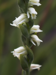 Spiranthes casei casei