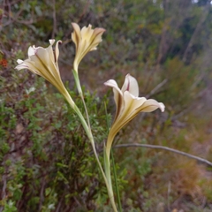 Gladiolus tristis