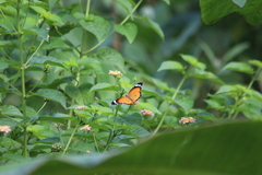 Danaus chrysippus