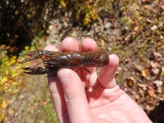 Faxonius virilis