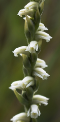 Spiranthes casei casei