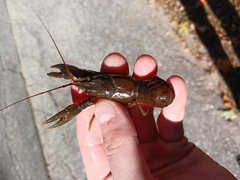 Faxonius virilis