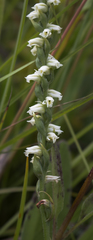 Spiranthes casei casei
