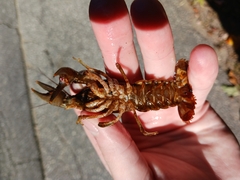 Faxonius virilis