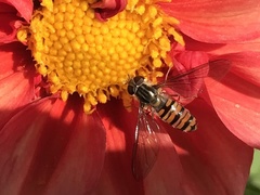 Episyrphus balteatus