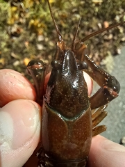 Faxonius virilis